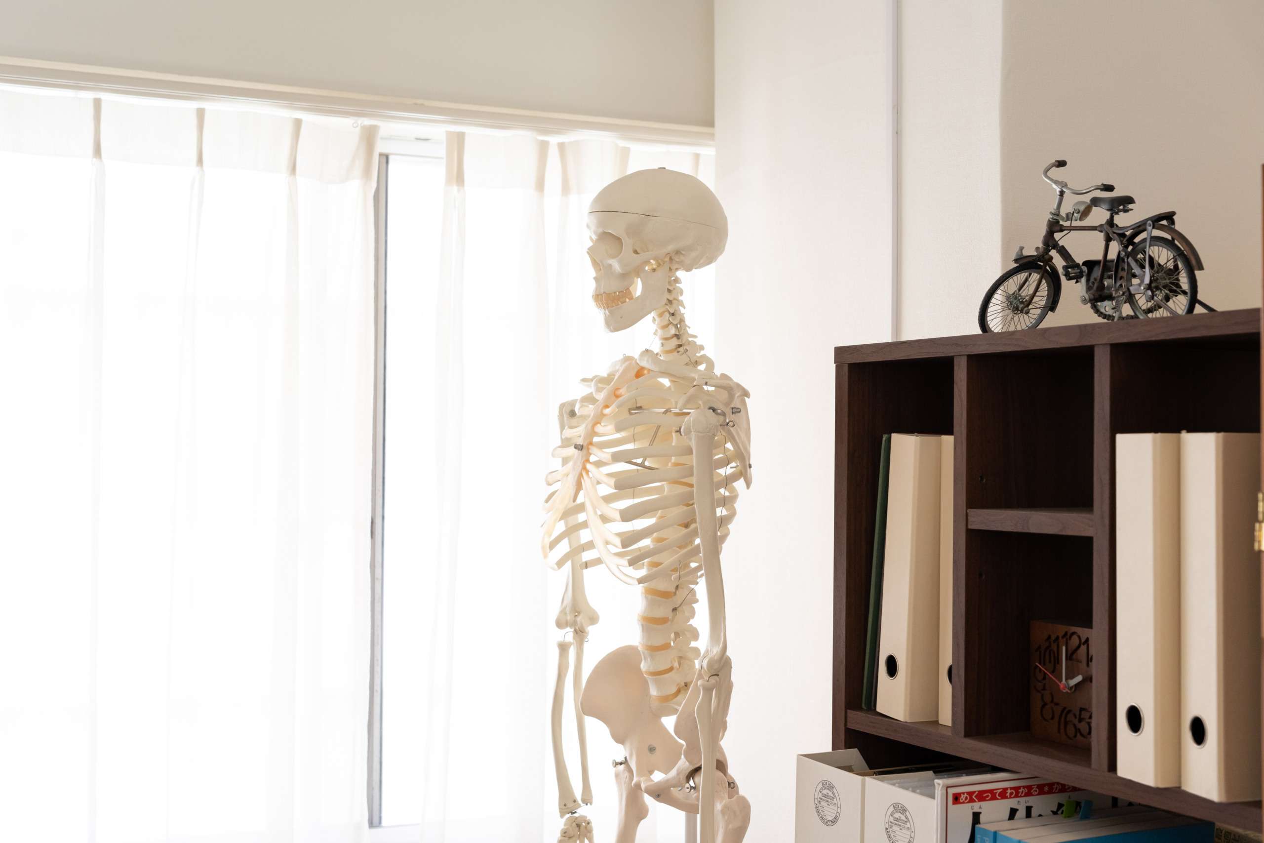 明るい窓を向いている骨模型