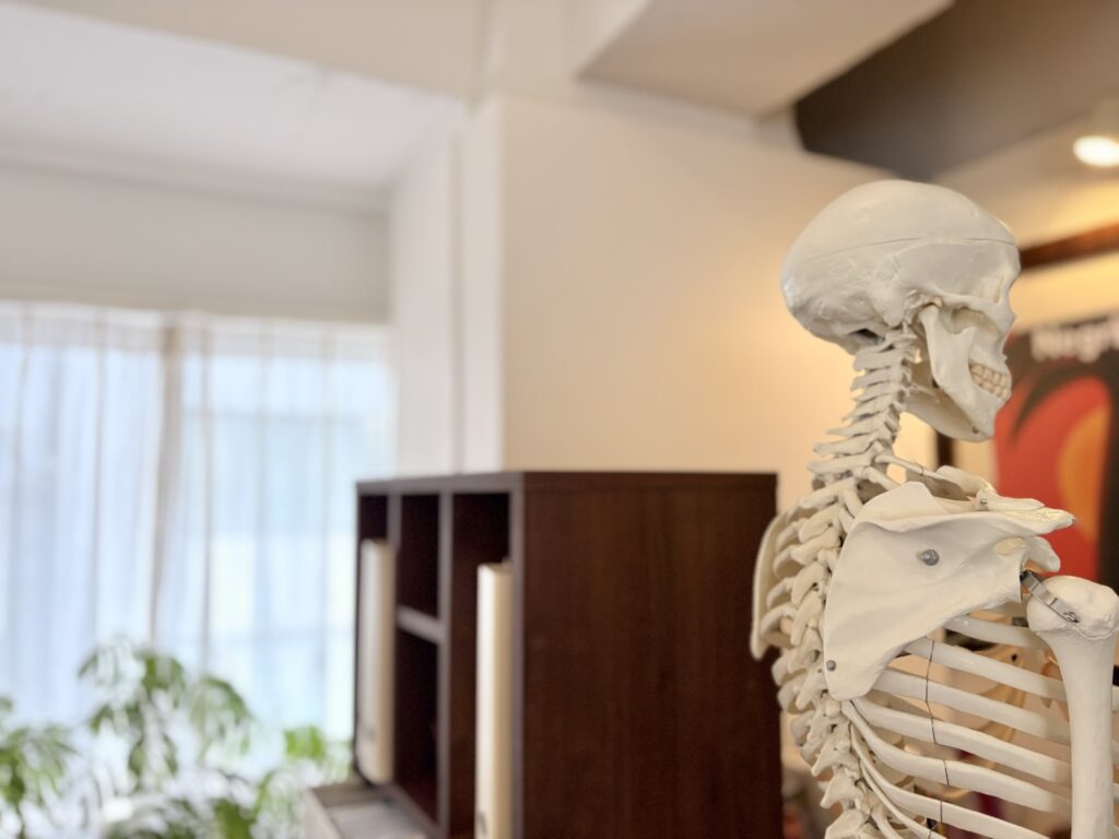 自律神経失調症や体の不調の原因を探るための骨格模型