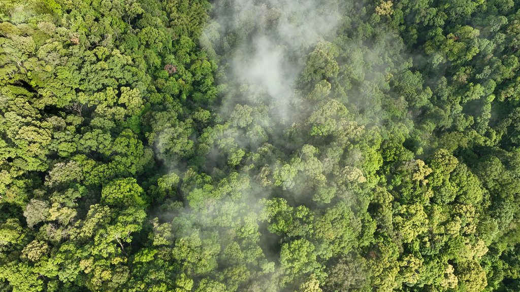 霧に包まれた森の上空写真|湿度の変化と自律神経への影響を表すイメージ|整体サロンulurido(ユルリド)
