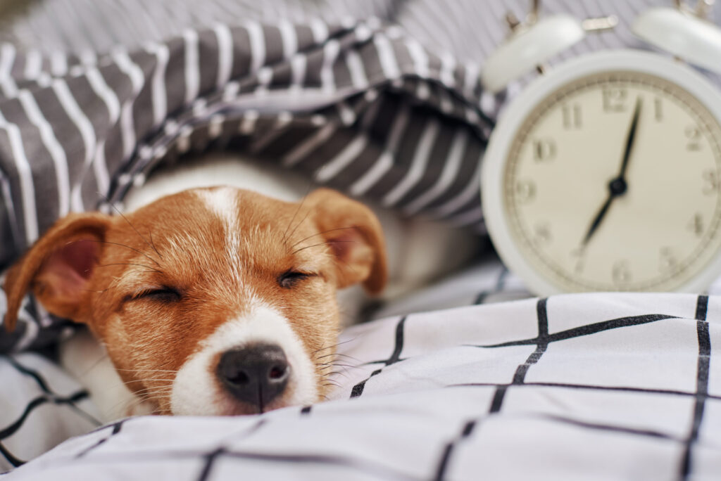 目覚まし時計のそばで、ふとんにくるまって目を閉じている犬